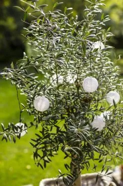 Casa Living Solcellelyskæde M. Rislamper -Lamper butik 3990 6241bd1c d695 4d1a 9e5b fb7a4576f508